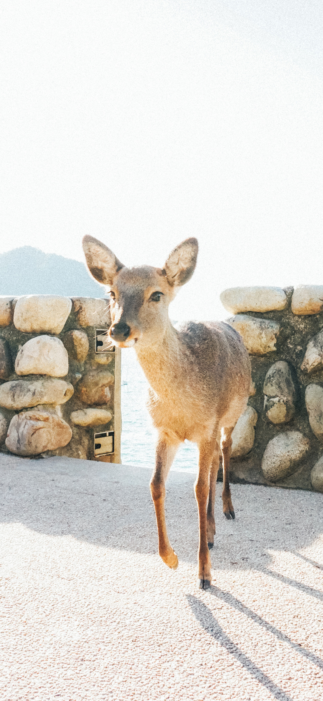 [2436×1125]小鹿 水坝 阳光 走动 苹果手机壁纸图片