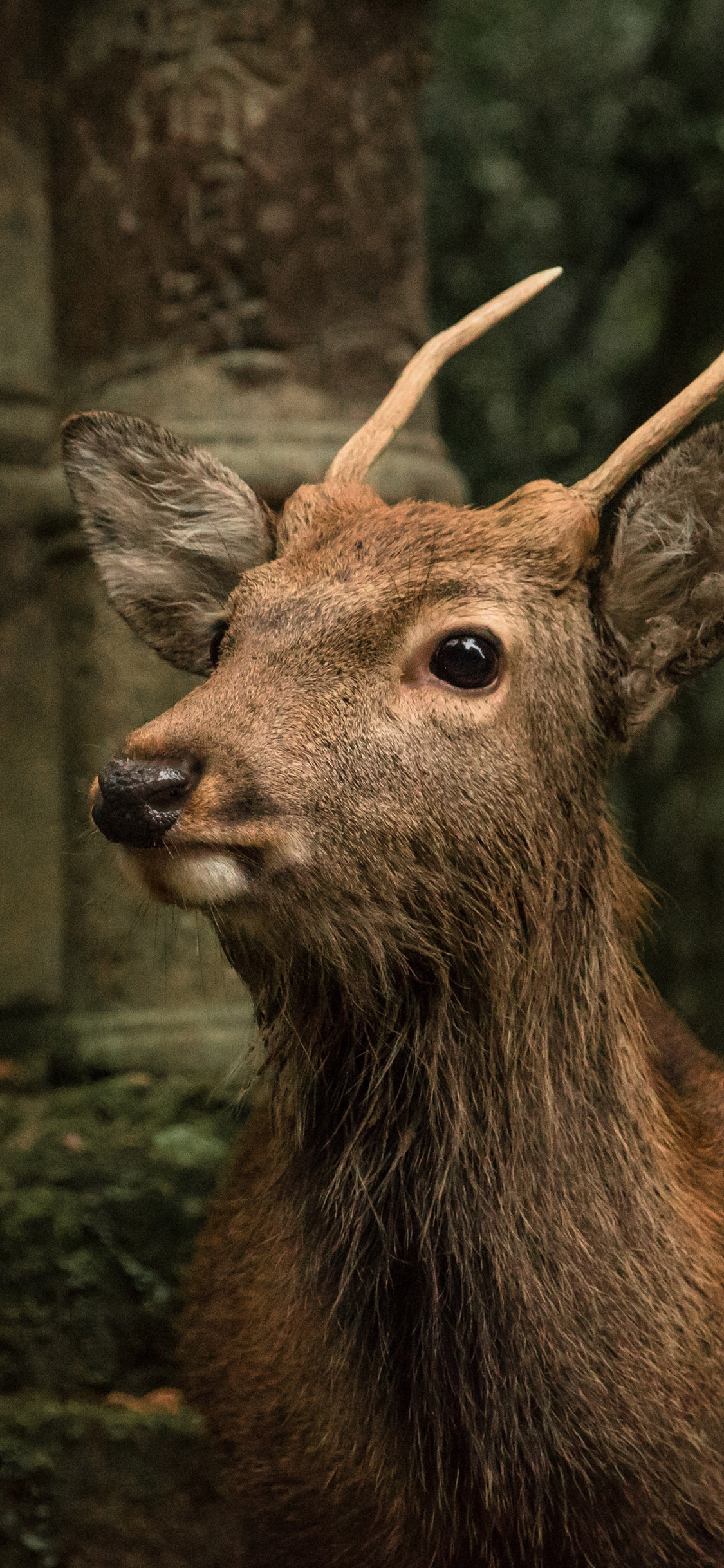 [2436×1125]小鹿 羚角 机灵 保护动物 苹果手机壁纸图片