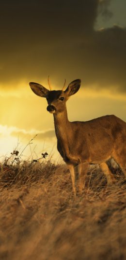 [2436x1125]小鹿 野外 草地 广阔 天空 苹果手机壁纸图片