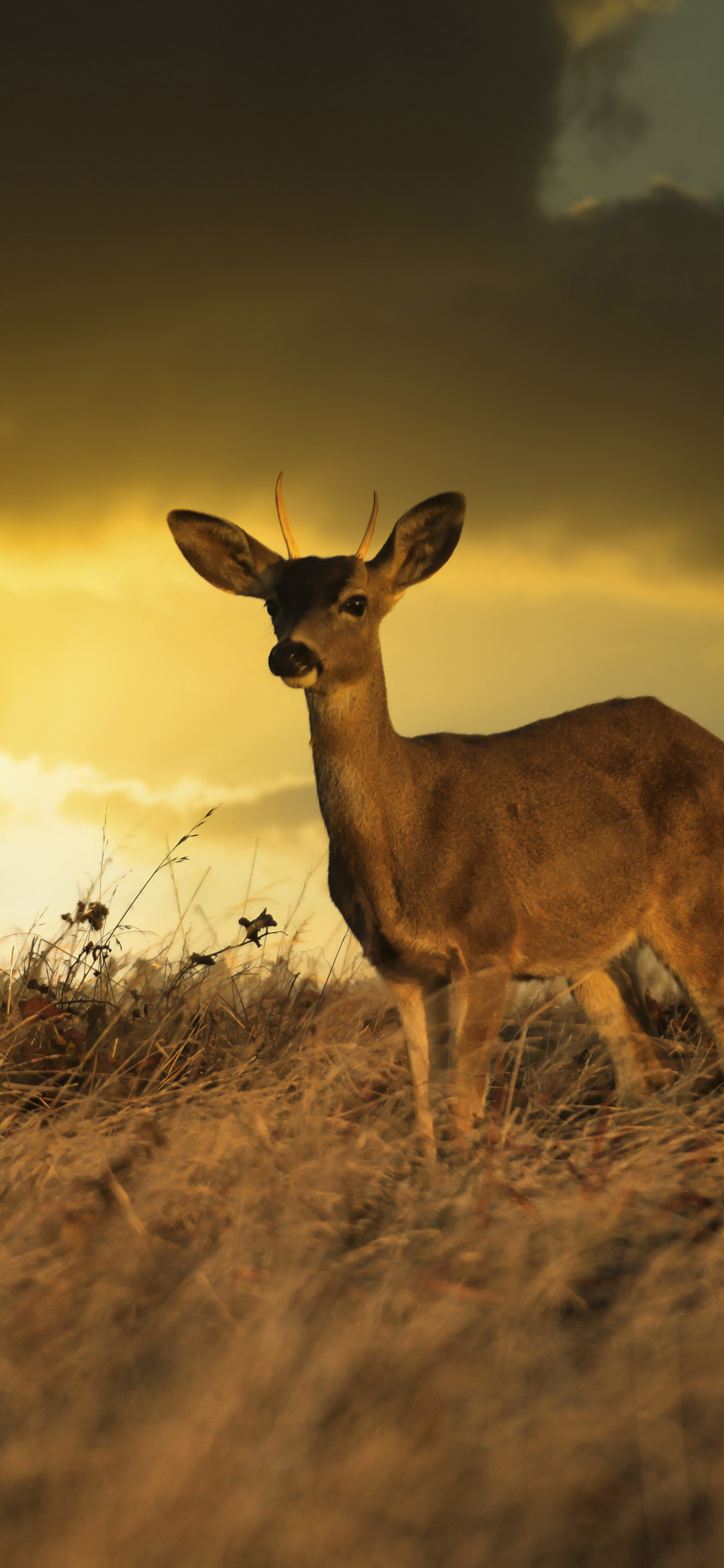 [2436×1125]小鹿 野外 草地 广阔 天空 苹果手机壁纸图片