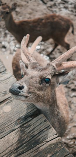 [2436x1125]小鹿 鹿角 保护动物 呆萌 苹果手机壁纸图片