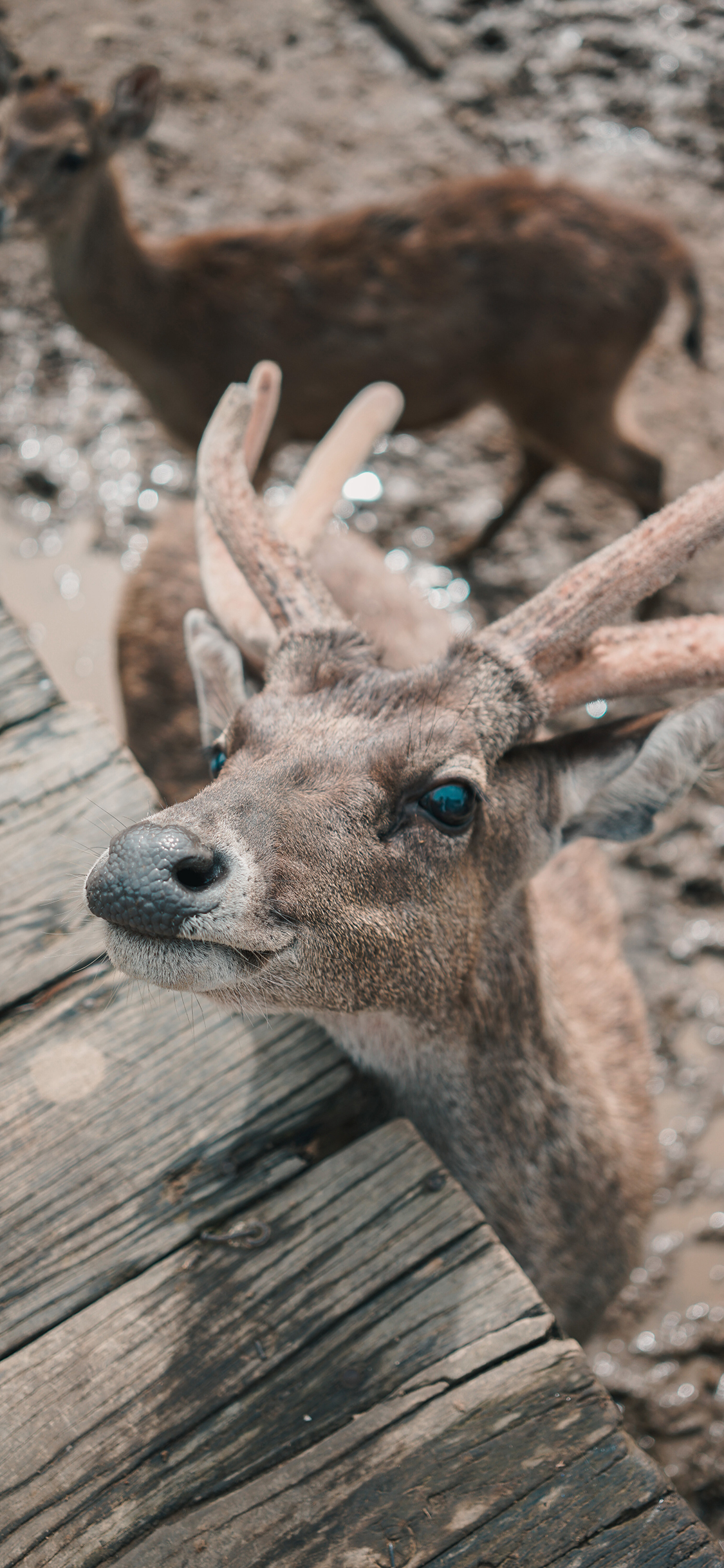 [2436×1125]小鹿 鹿角 保护动物 呆萌 苹果手机壁纸图片