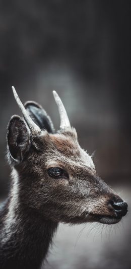 [2436x1125]小鹿 鹿角 呆萌 大眼睛 苹果手机壁纸图片