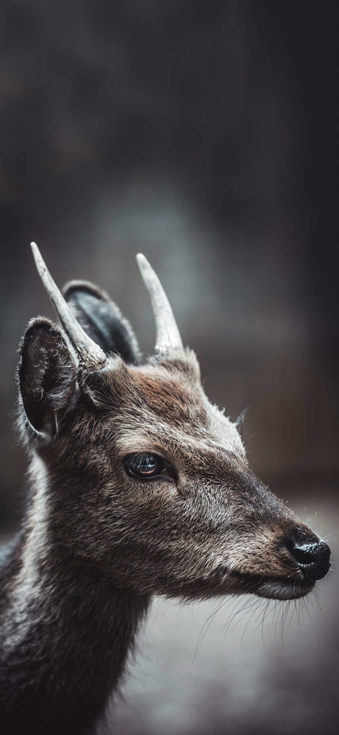 [2436×1125]小鹿 鹿角 呆萌 大眼睛 苹果手机壁纸图片