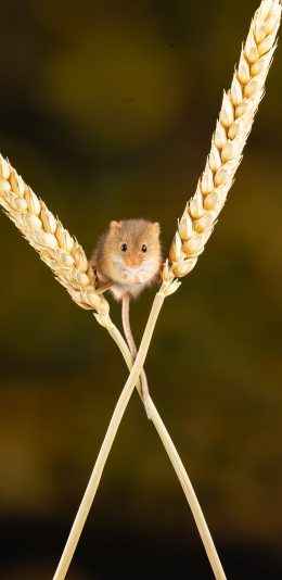 [2436x1125]小麦 仓鼠 老鼠 宠物 苹果手机壁纸图片