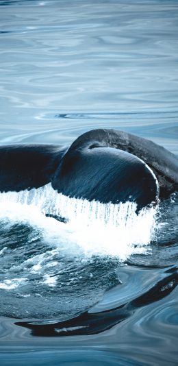 [2436x1125]尾巴 海水 海洋生物 鲸 苹果手机壁纸图片