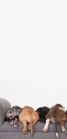 [2436x1125]屁股 狗狗 萌宠 汪星人 可爱 沙发 苹果手机壁纸图片