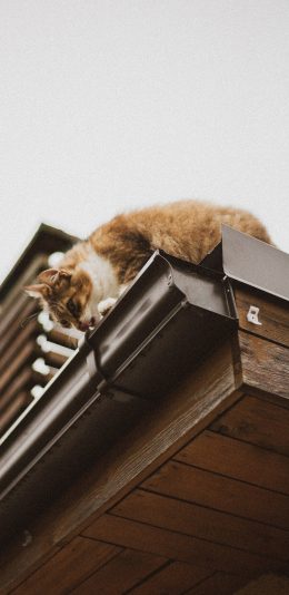 [2436x1125]屋檐 猫咪 宠物猫 喵星人 苹果手机壁纸图片