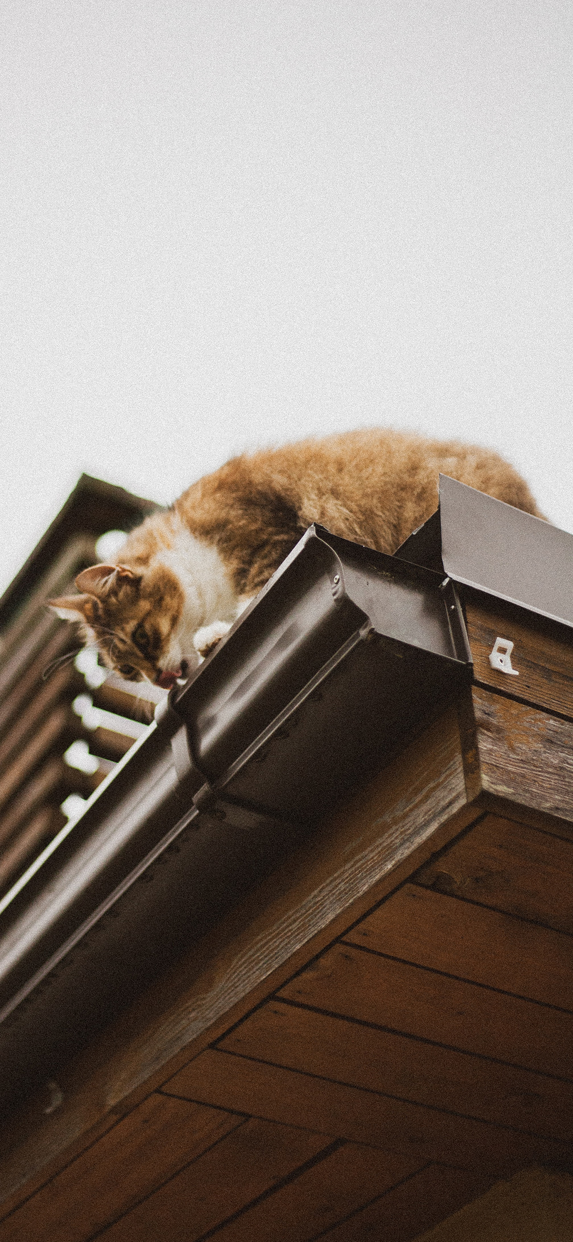 [2436×1125]屋檐 猫咪 宠物猫 喵星人 苹果手机壁纸图片