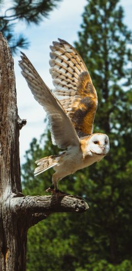 [2436x1125]展翅 树干 猫头鹰 飞翔 苹果手机壁纸图片