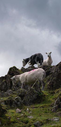 [2436x1125]山坡 绿草 羊 觅食 苹果手机壁纸图片