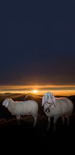 [2436x1125]山峰 太阳 羔羊 领头羊 铃铛 苹果手机壁纸图片