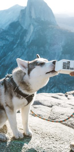 [2436x1125]山峰 宠物狗 哈士奇 喝水 苹果手机壁纸图片