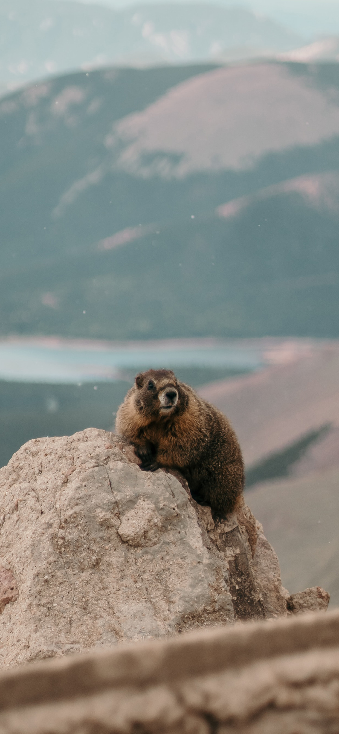 [2436×1125]山峰 岩石 动物 土拨鼠 苹果手机壁纸图片