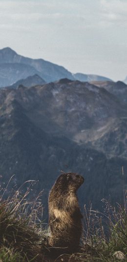 [2436x1125]山峰 悬崖 草丛 土拨鼠 背影 苹果手机壁纸图片