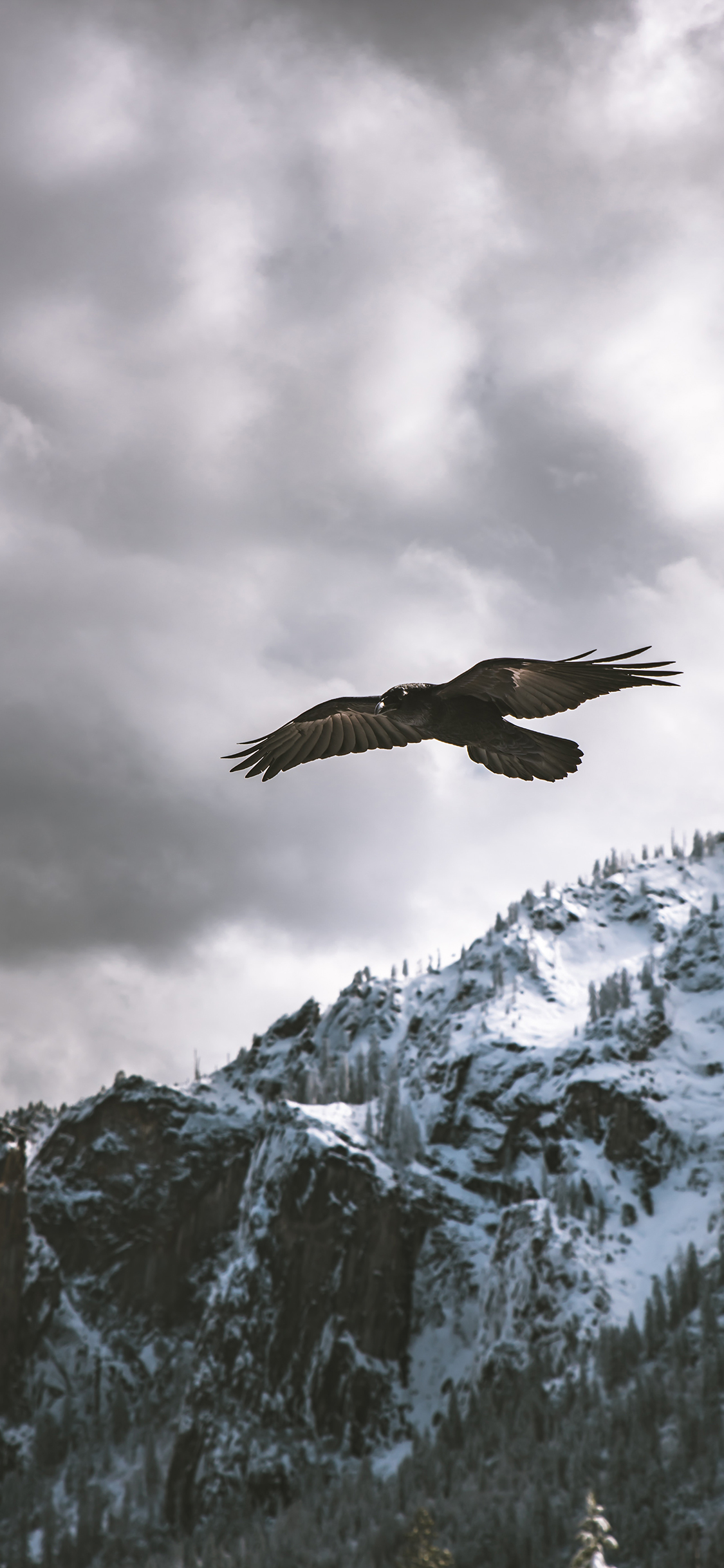 [2436×1125]山峰 白雪覆盖 老鹰 雄鹰高飞 苹果手机壁纸图片