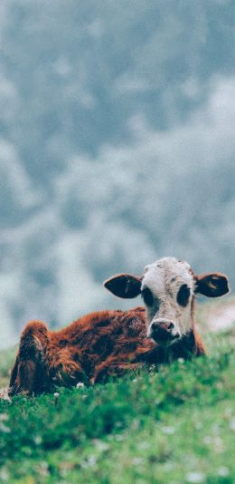 [2436x1125]山峰 草地 小牛 栖息 苹果手机壁纸图片