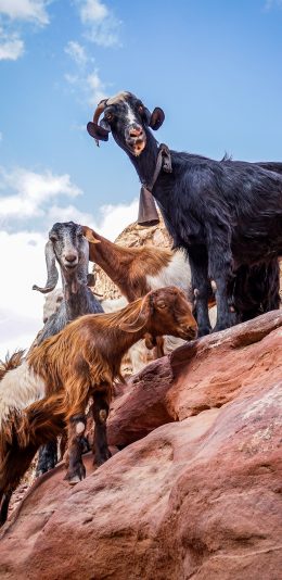 [2436x1125]山羊 山坡 天空 牲畜 苹果手机壁纸图片