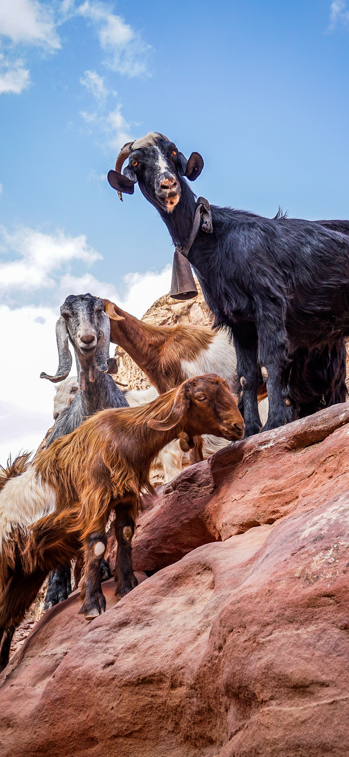 [2436×1125]山羊 山坡 天空 牲畜 苹果手机壁纸图片