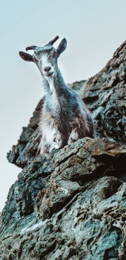 [2436x1125]山羊 峭壁 岩石 攀登 苹果手机壁纸图片