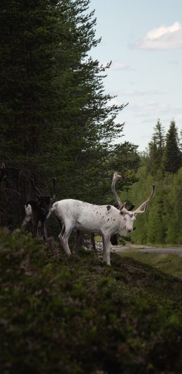 [2436x1125]山羊 户外 树林 白羊 苹果手机壁纸图片