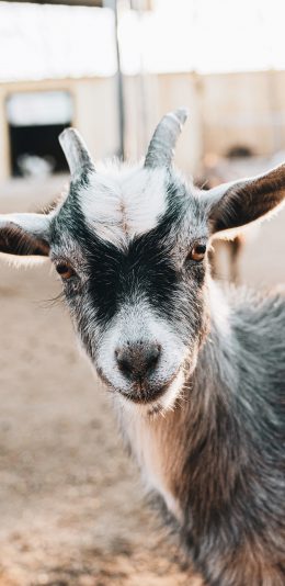 [2436x1125]山羊 牲畜 皮毛 饲养 养殖 苹果手机壁纸图片