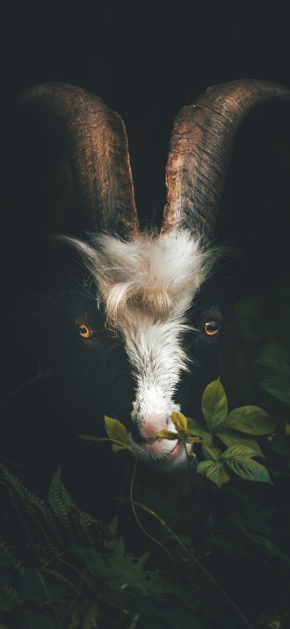 [2436×1125]山羊 牲畜 羊角 养殖 苹果手机壁纸图片