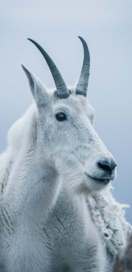 [2436x1125]山羊 白色 羊角 毛发 苹果手机壁纸图片