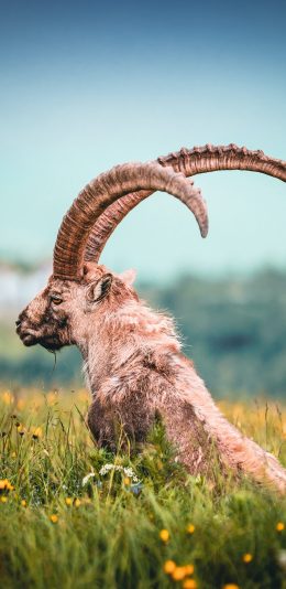 [2436x1125]山羊 羊角 草原 野生 苹果手机壁纸图片