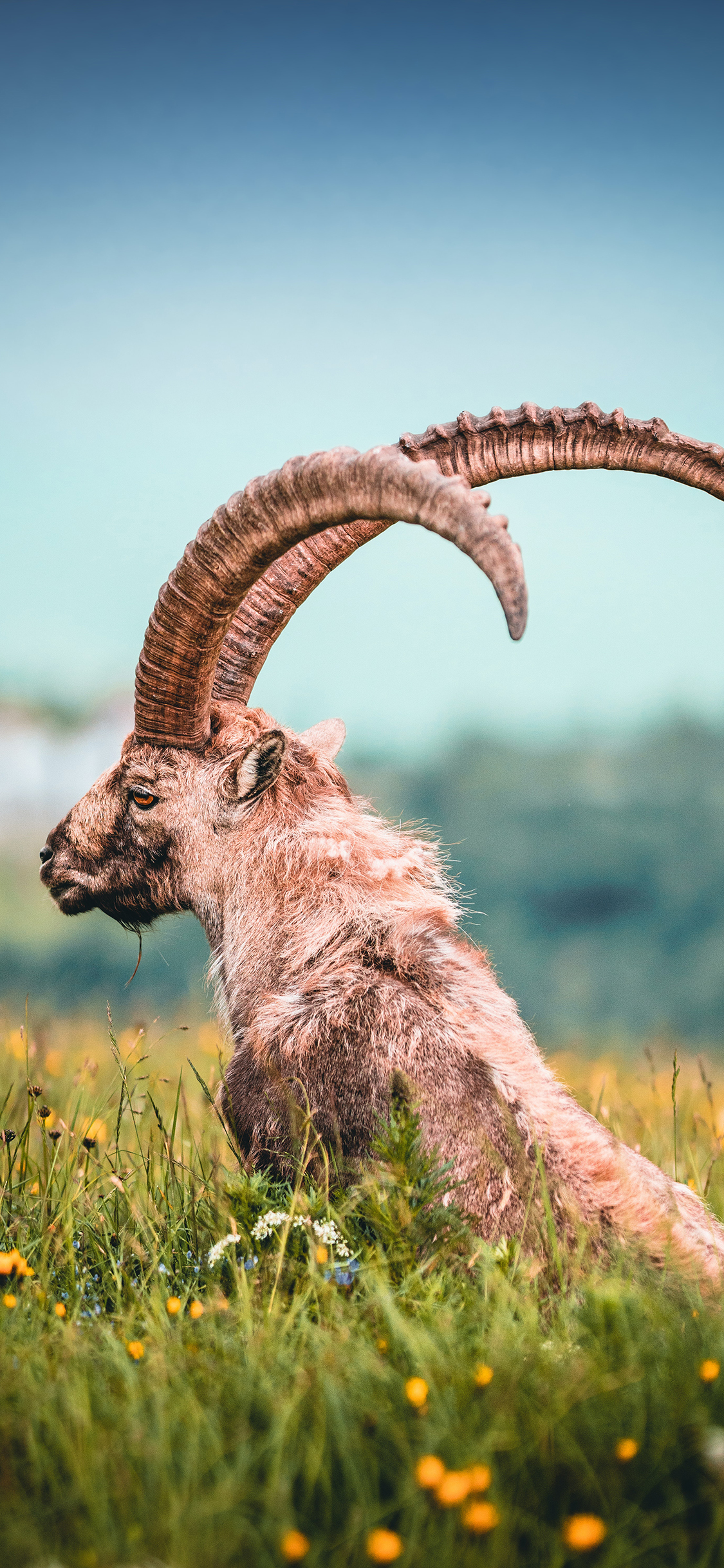 [2436×1125]山羊 羊角 草原 野生 苹果手机壁纸图片