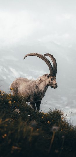 [2436x1125]山羊 羊角 野外 高山 草丛 苹果手机壁纸图片