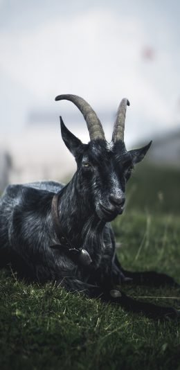 [2436x1125]山羊 羊角 铃铛 草原 苹果手机壁纸图片