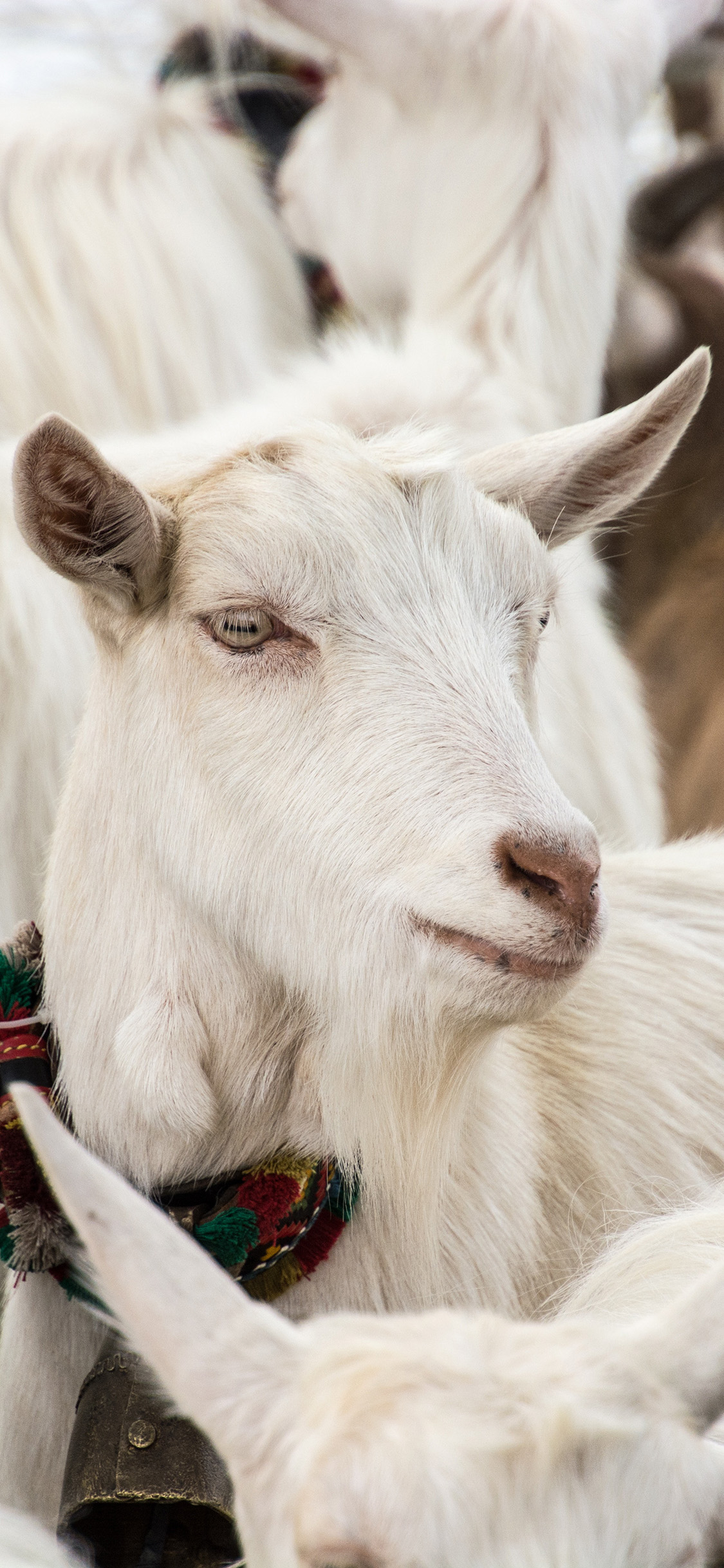 [2436×1125]山羊 群居 羊毛 食草 苹果手机壁纸图片