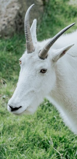 [2436x1125]山羊 草地 放牧 羊角 苹果手机壁纸图片