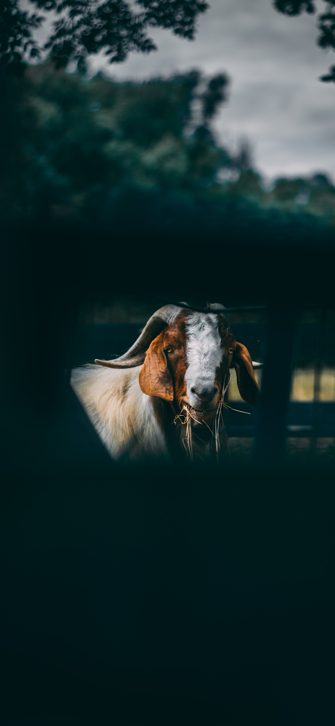 [2436×1125]山羊 食草动物 羊角 苹果手机壁纸图片