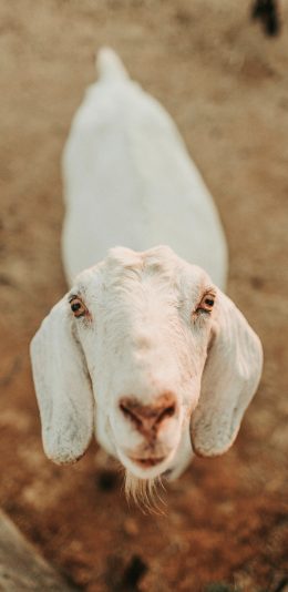 [2436x1125]山羊 饲养 牲畜 白羊 苹果手机壁纸图片