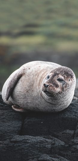 [2436x1125]岩石 两栖动物 海豹 苹果手机壁纸图片