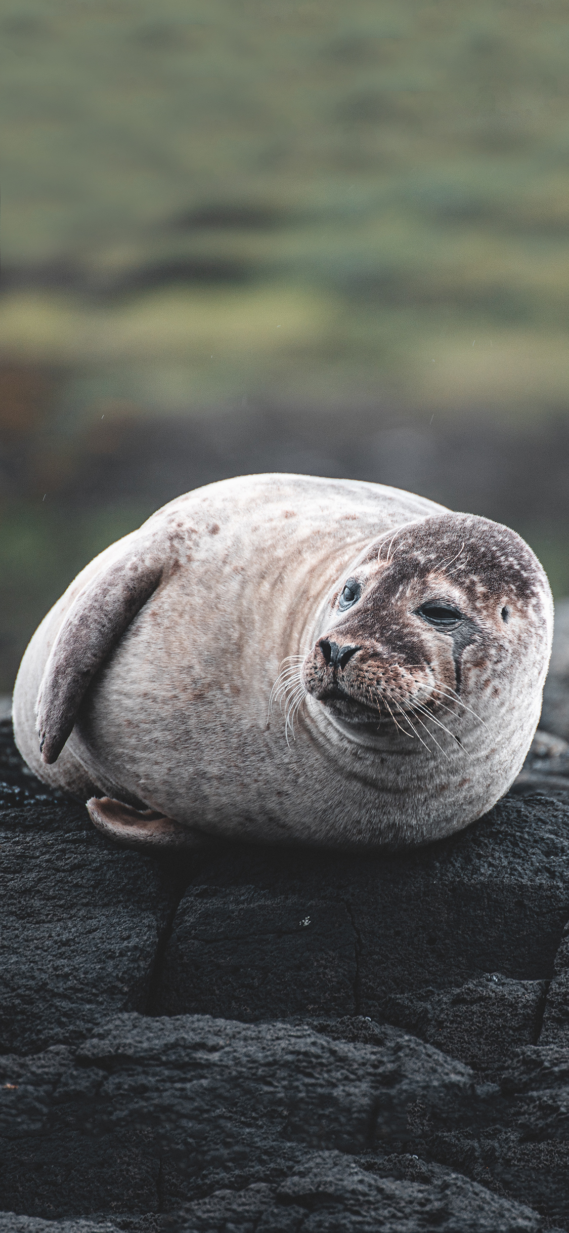[2436×1125]岩石 两栖动物 海豹 苹果手机壁纸图片