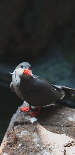 [2436x1125]岩石 栖息 飞鸟 灰色 苹果手机壁纸图片