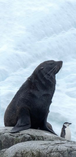 [2436x1125]岩石 海豹 黑色 企鹅 苹果手机壁纸图片