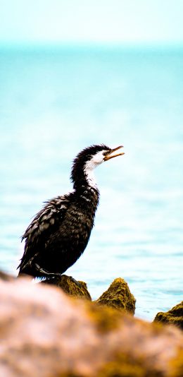 [2436x1125]岩石 海鸟 候鸟 捕鱼 苹果手机壁纸图片