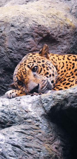 [2436x1125]岩石 猎豹 花豹 猛兽 苹果手机壁纸图片