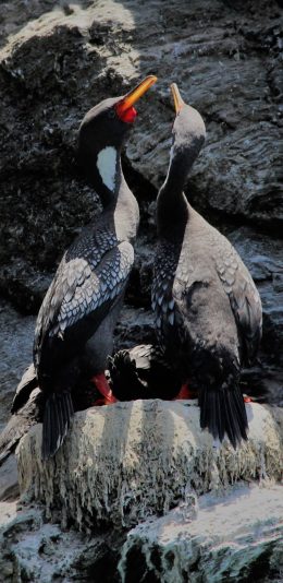 [2436x1125]岩石 红腿鸬鹚 飞鸟 海鸟 苹果手机壁纸图片
