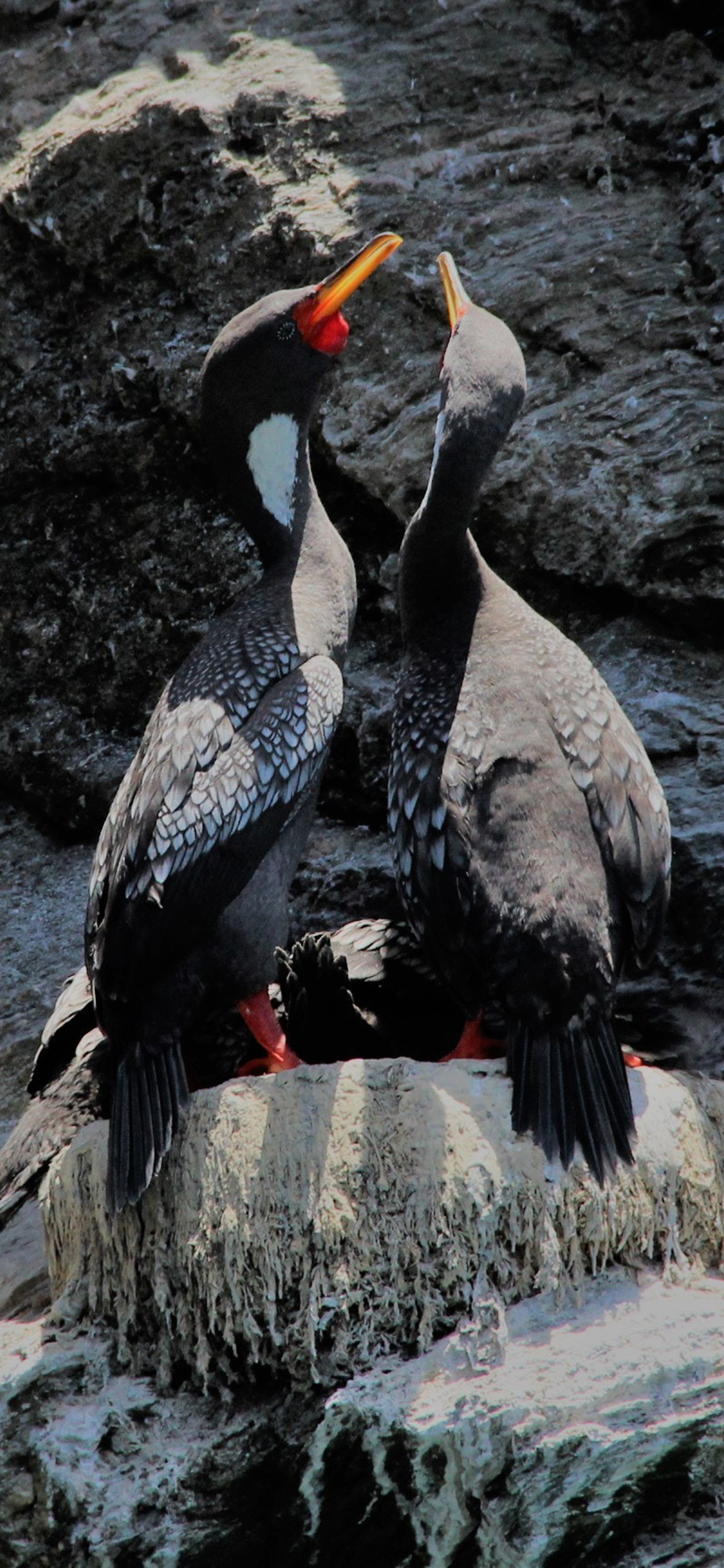 [2436×1125]岩石 红腿鸬鹚 飞鸟 海鸟 苹果手机壁纸图片