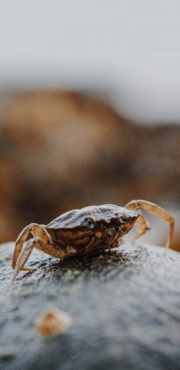[2436x1125]岩石 螃蟹 小河蟹 爬行 苹果手机壁纸图片
