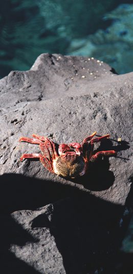 [2436x1125]岩石 螃蟹 红色 迷你 苹果手机壁纸图片
