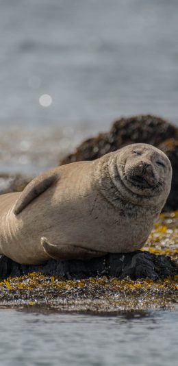 [2436x1125]岸边 海豹 幼崽 可爱 苹果手机壁纸图片