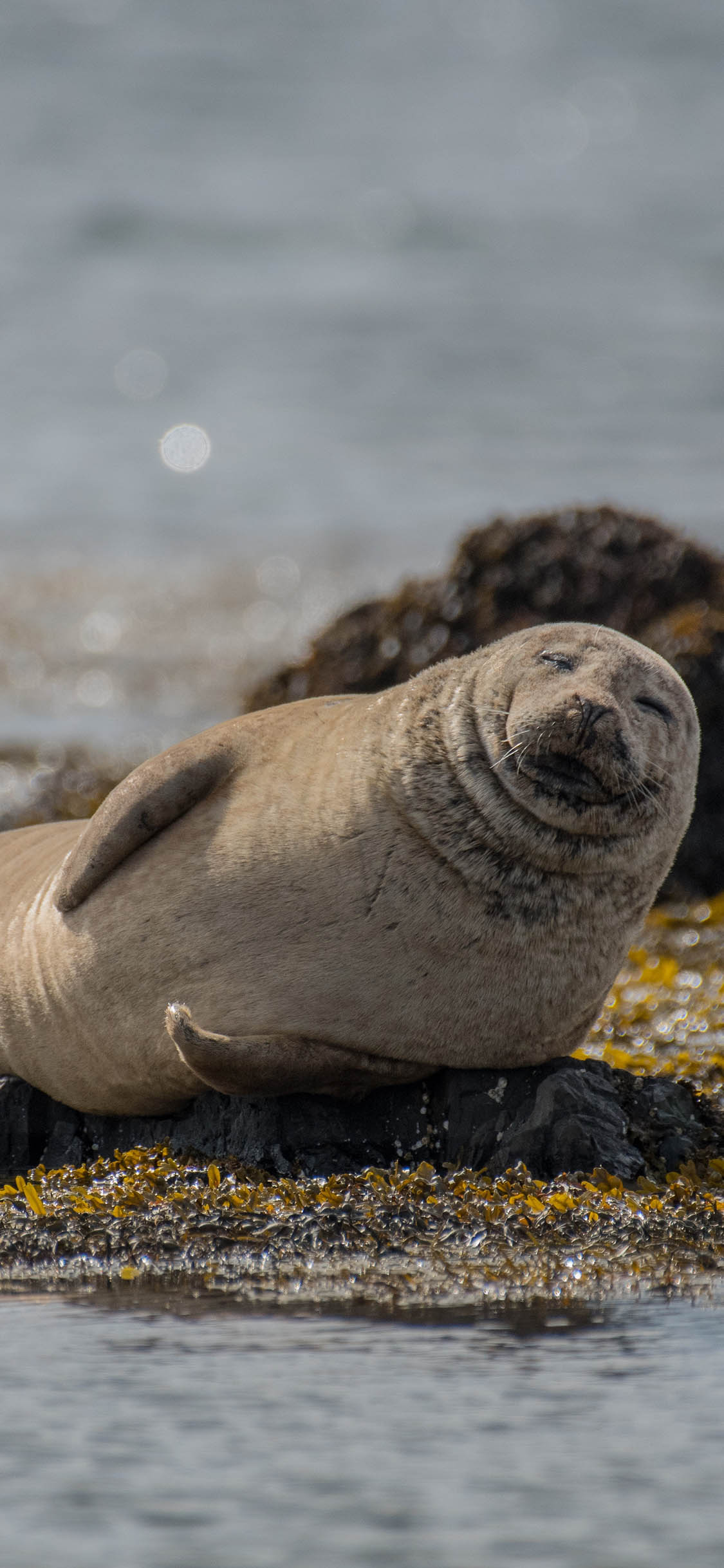 [2436×1125]岸边 海豹 幼崽 可爱 苹果手机壁纸图片