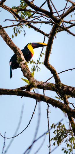 [2436x1125]巨嘴鸟 树枝 鸟类 站立 苹果手机壁纸图片