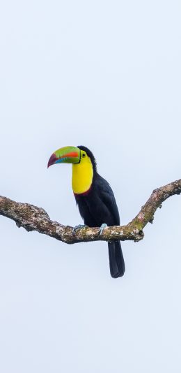 [2436x1125]巨嘴鸟 树枝 鸟类 飞鸟 苹果手机壁纸图片